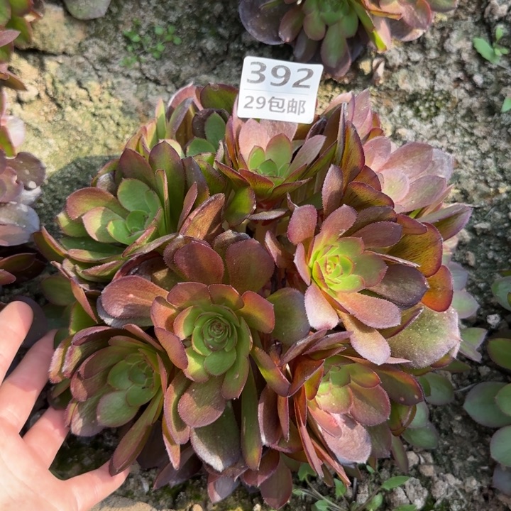 黑魔……多肉植物……