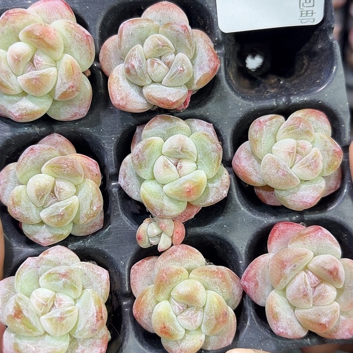 127 号到手1框一物一拍