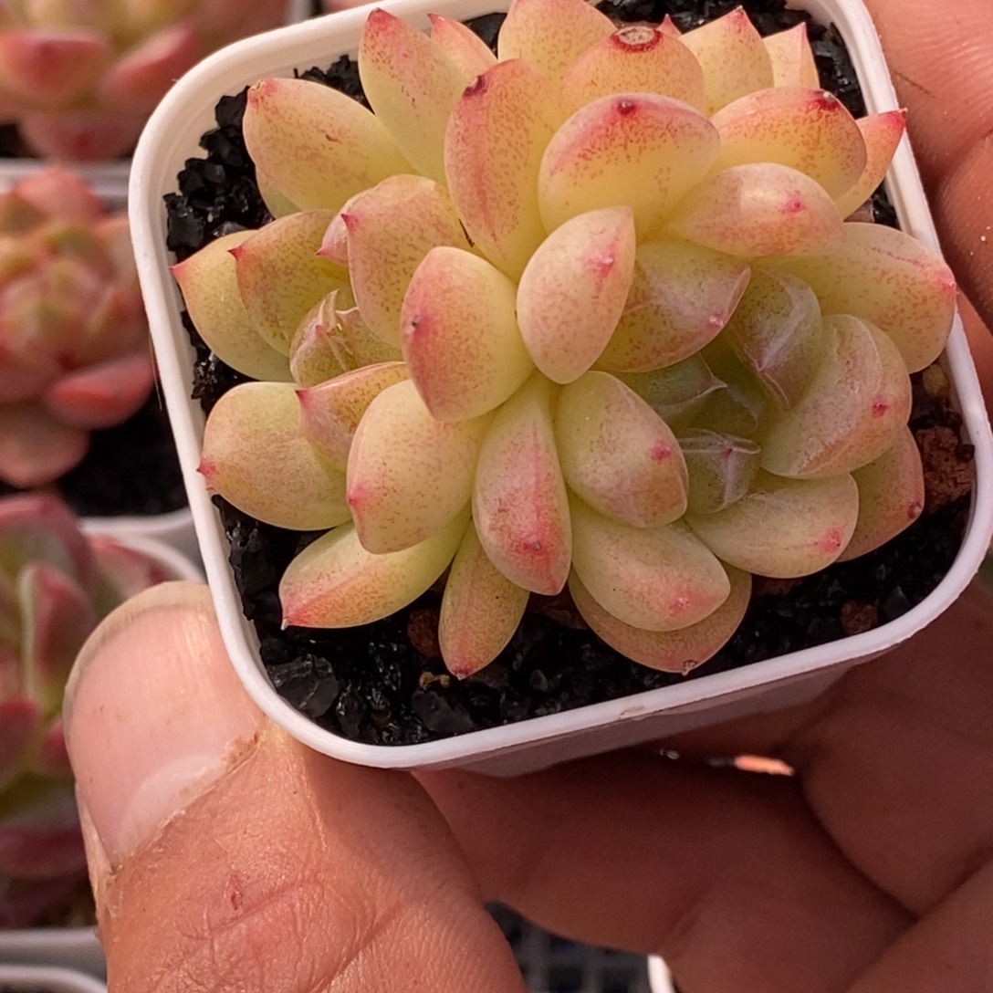 天官赐福百无禁忌