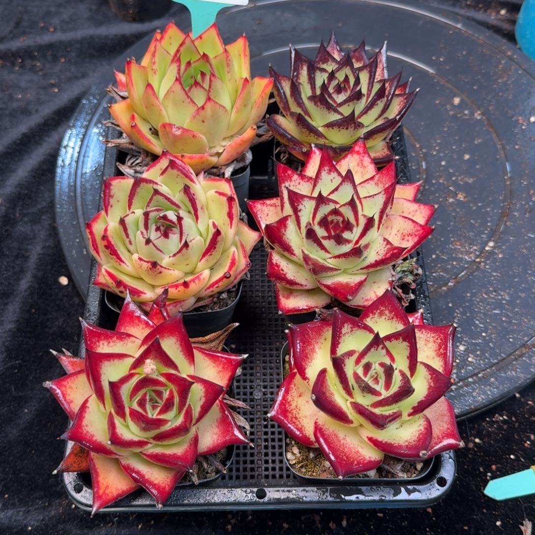 从前慢多肉精选编号1213.299