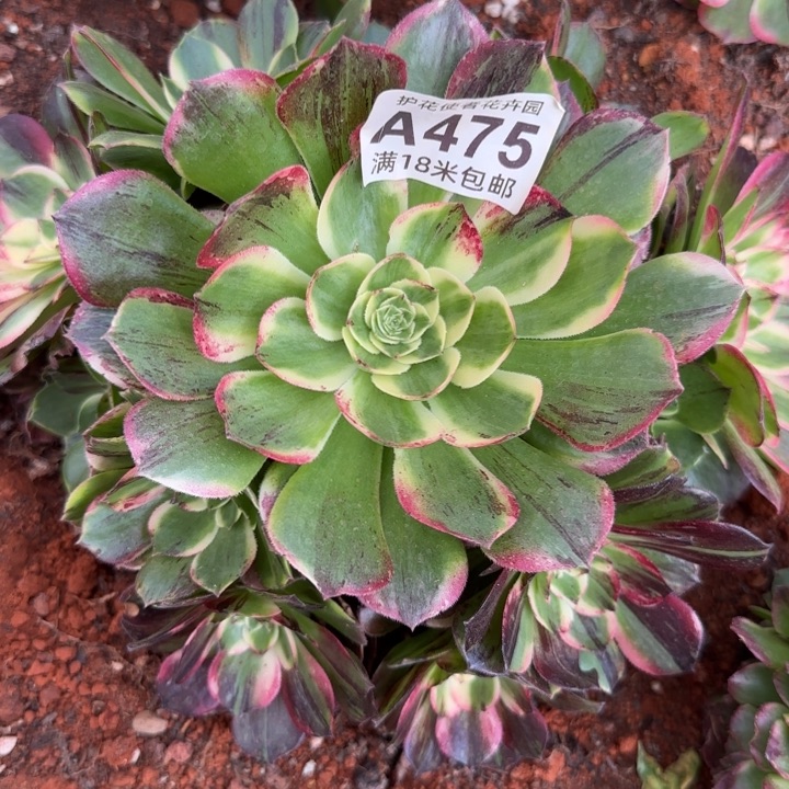 多肉法师伯爵朵朵