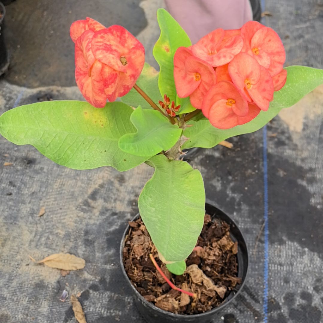 雨***霜完全开放钻石之王直播间一物一拍