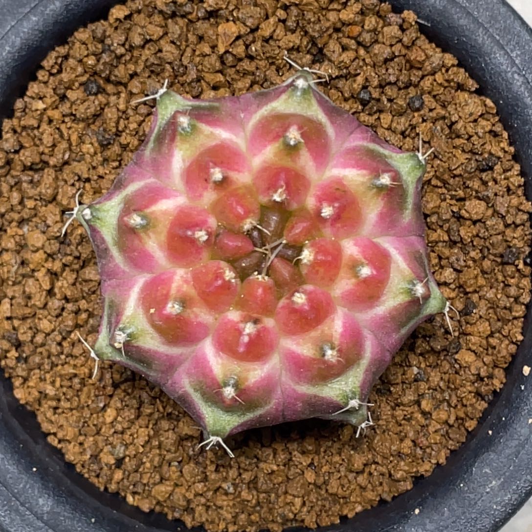 当前无花朵，栽培后可花朵梦想轮回