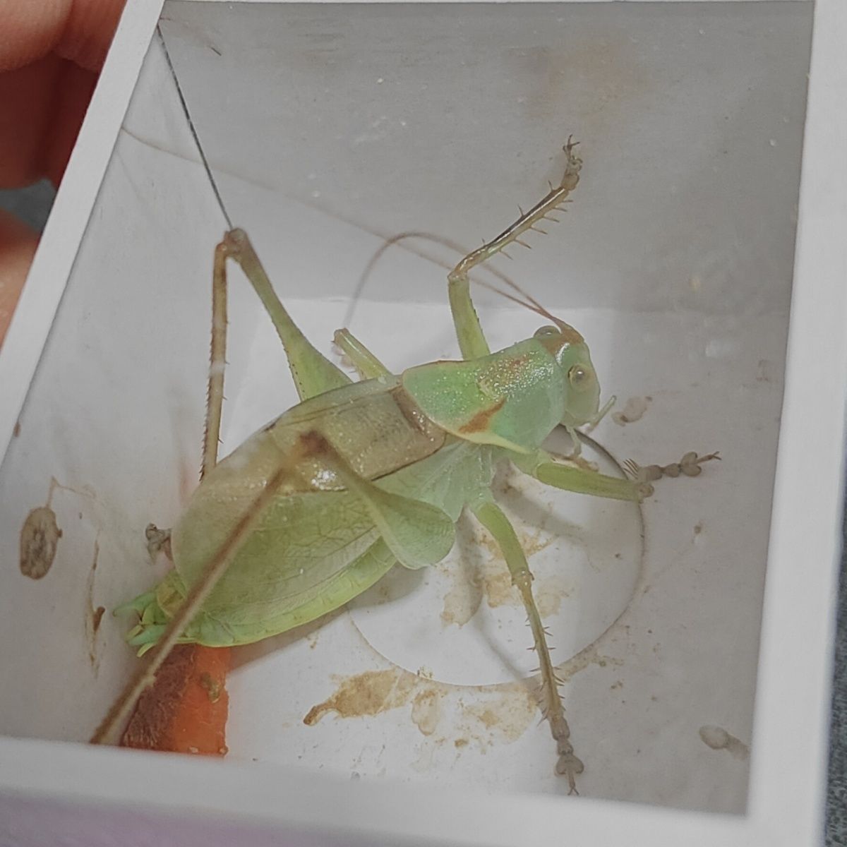 精品扎嘴鸣虫绿蝈蝈天津吉儿叫声悦耳不吵人颜色翠绿包邮包活绿色