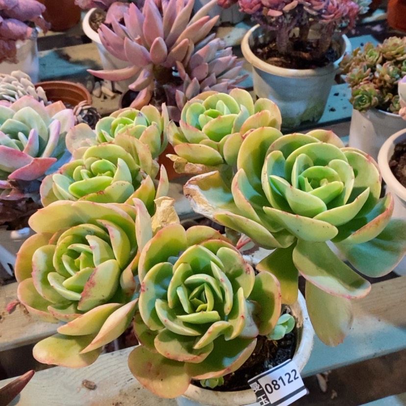 【闪购商品】碧桃08122