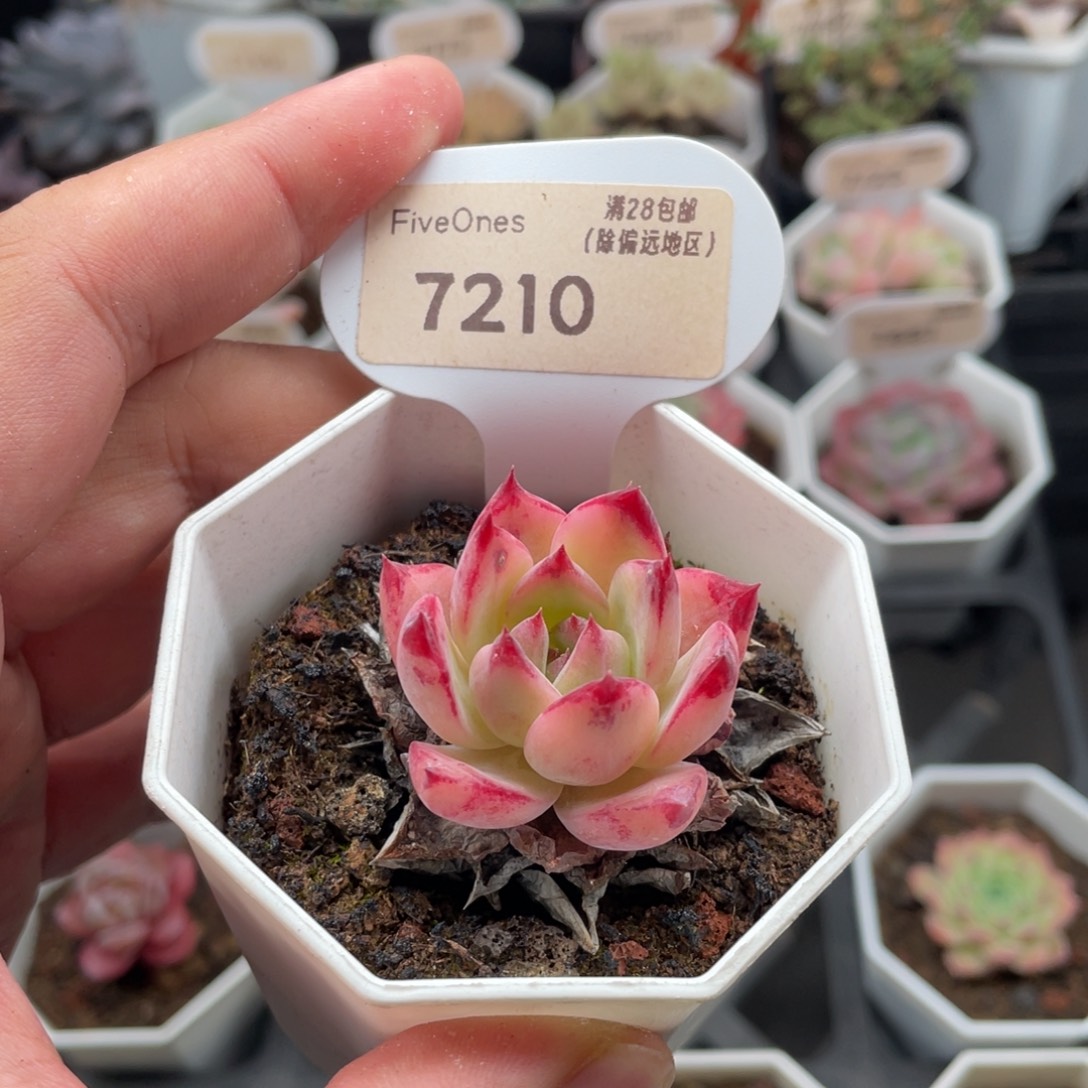 拉糖7210-3.5厘米