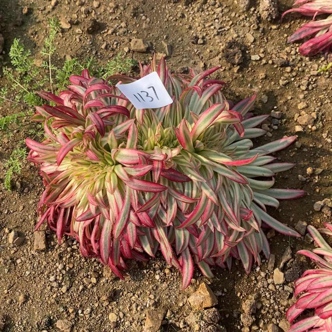 1137朱雀缀多肉植物