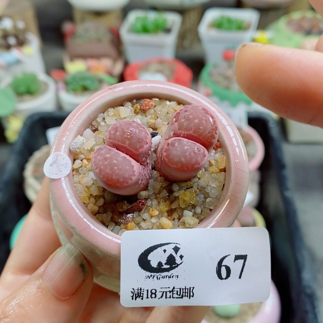 生石花花花花花花花花67