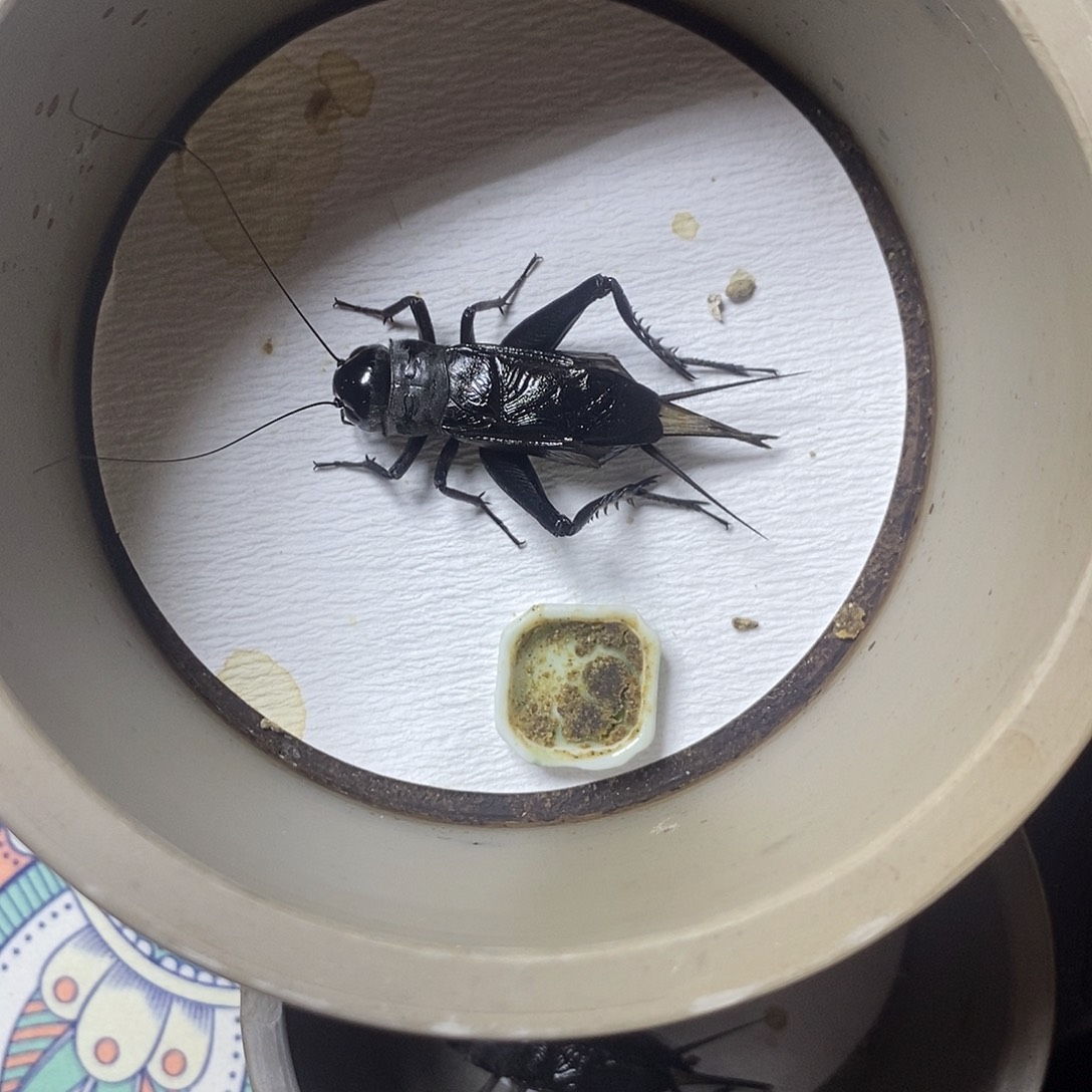 *****老刘黑虫老刘黑虫