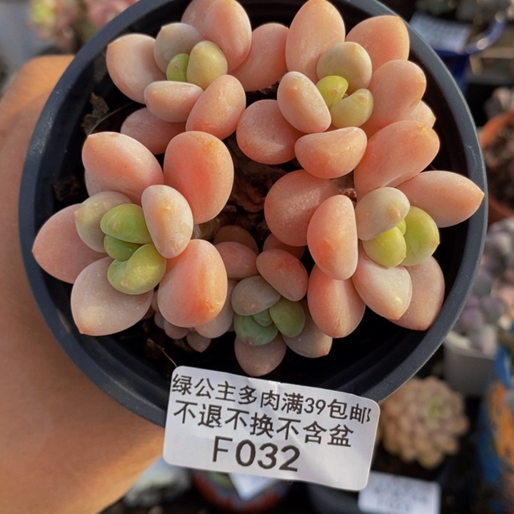 橘子香水洛神7cm032多肉植物