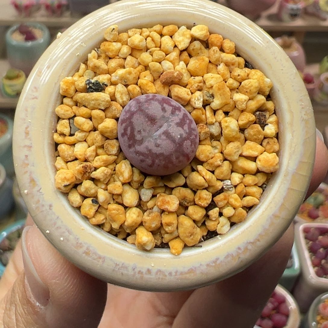 多肉植物47号毛变异