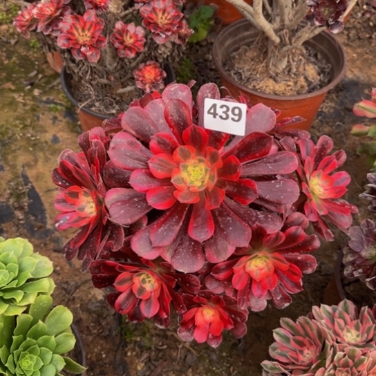 美杜莎5号棚439多肉植物