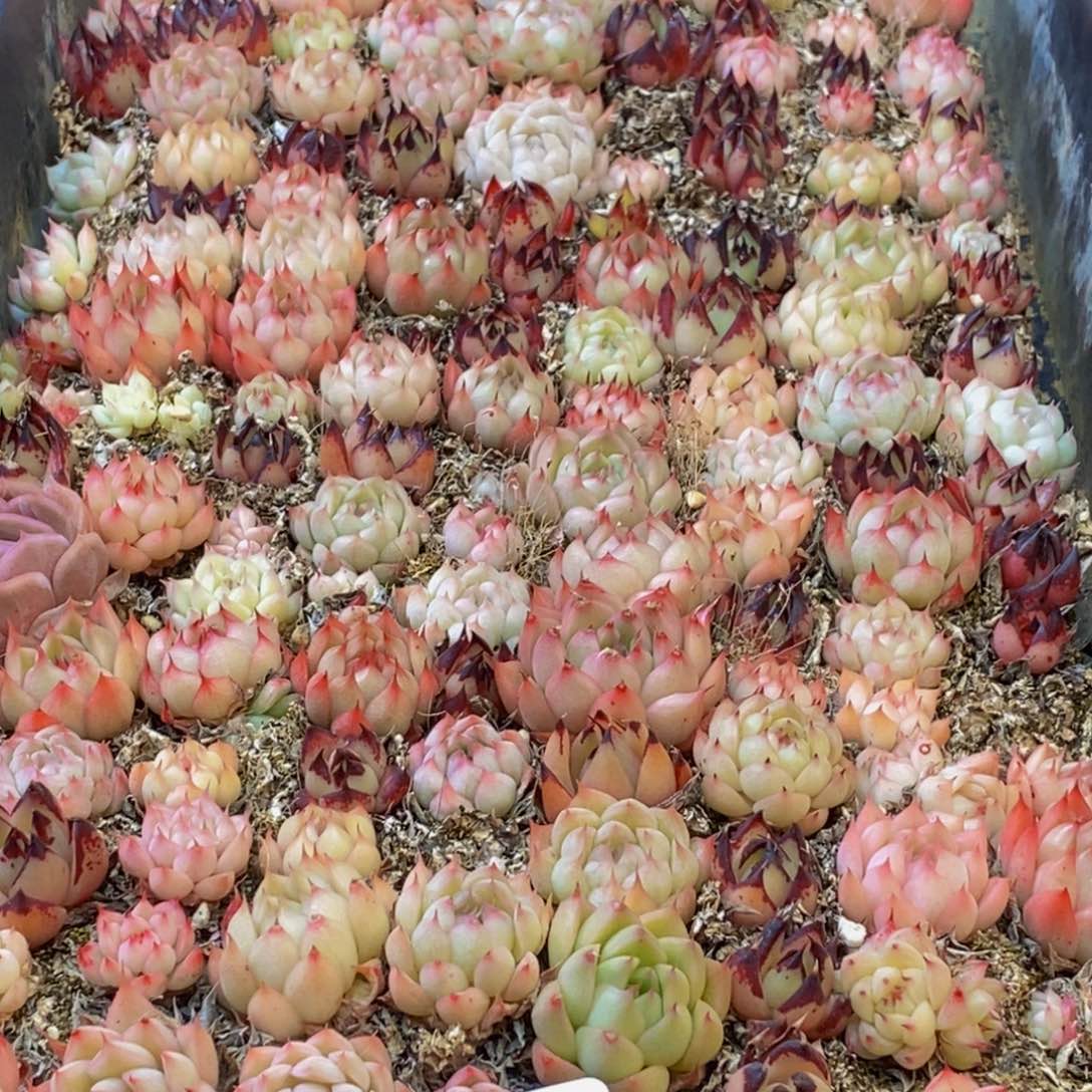 618多肉植物保护研究所所长助理研究员