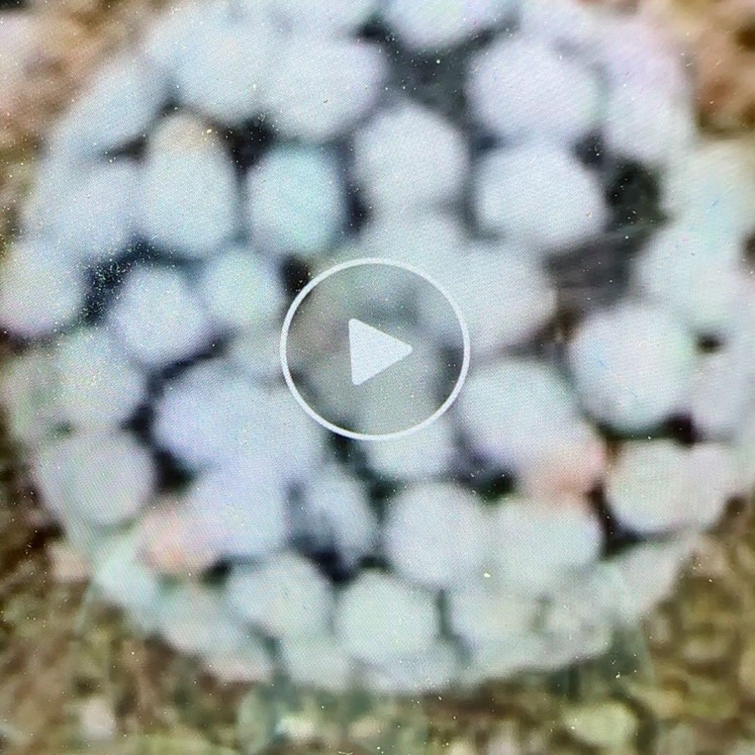 小****员0000000008多肉