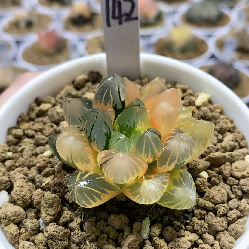 【闪购商品】142黑葡萄玉露锦