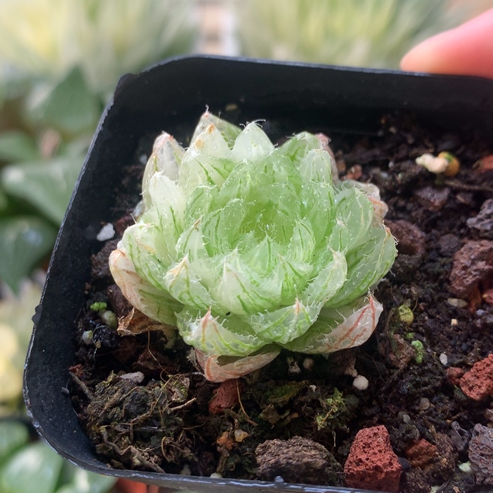 樱水晶锦一物一拍