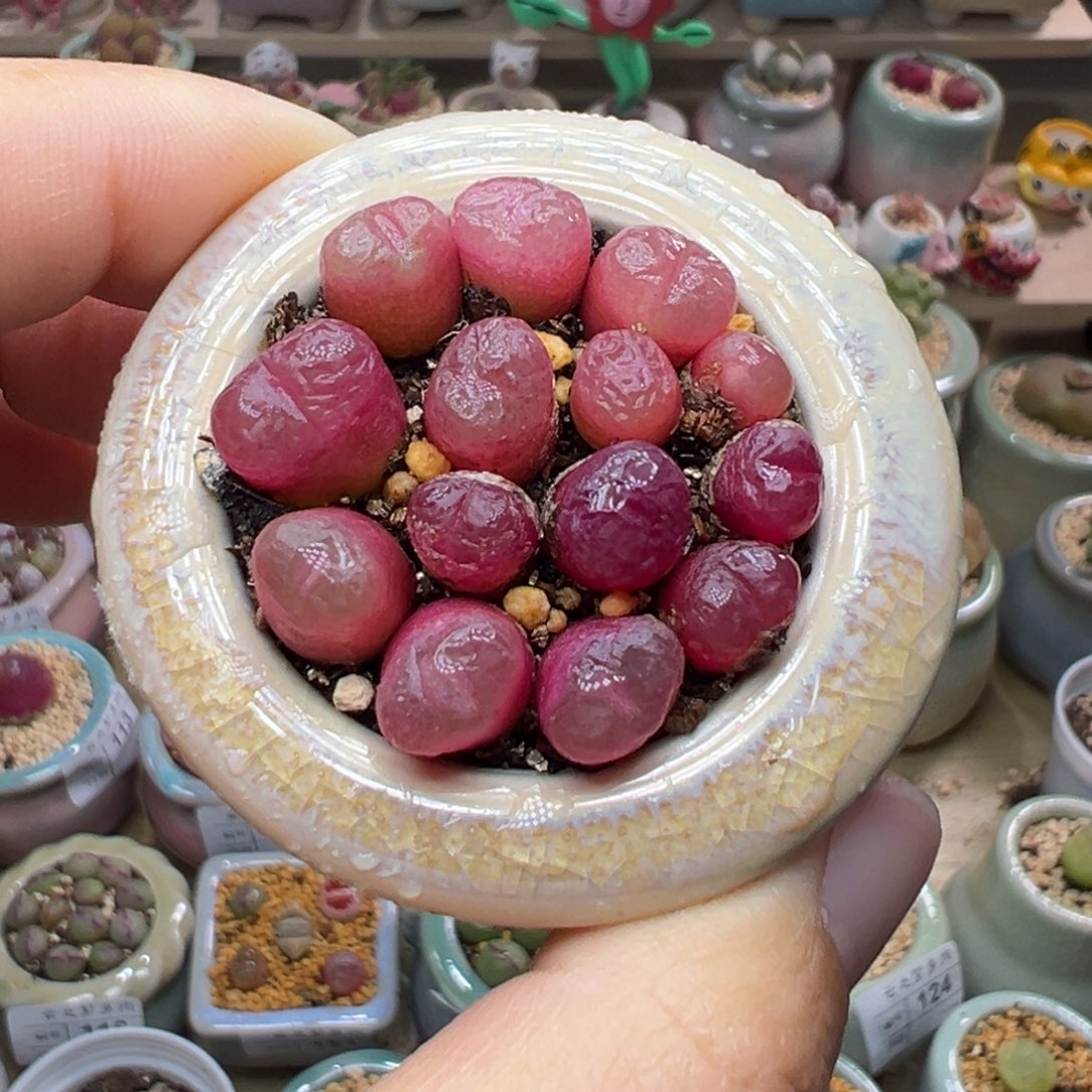 多肉植物153号吕氏