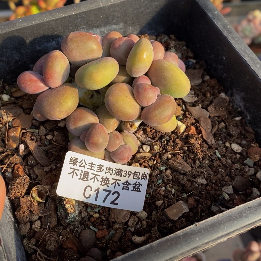 172芒果奶kk奶多肉有断枝