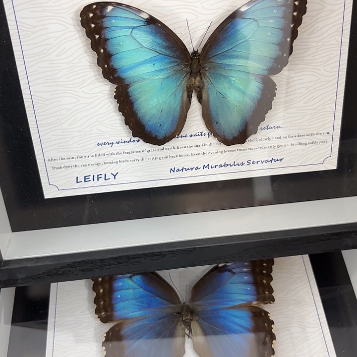 十寸新背景海伦闪蝶