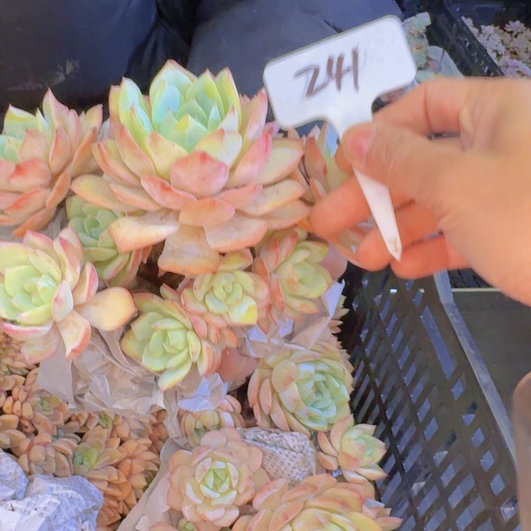 多肉植物的生长发育和