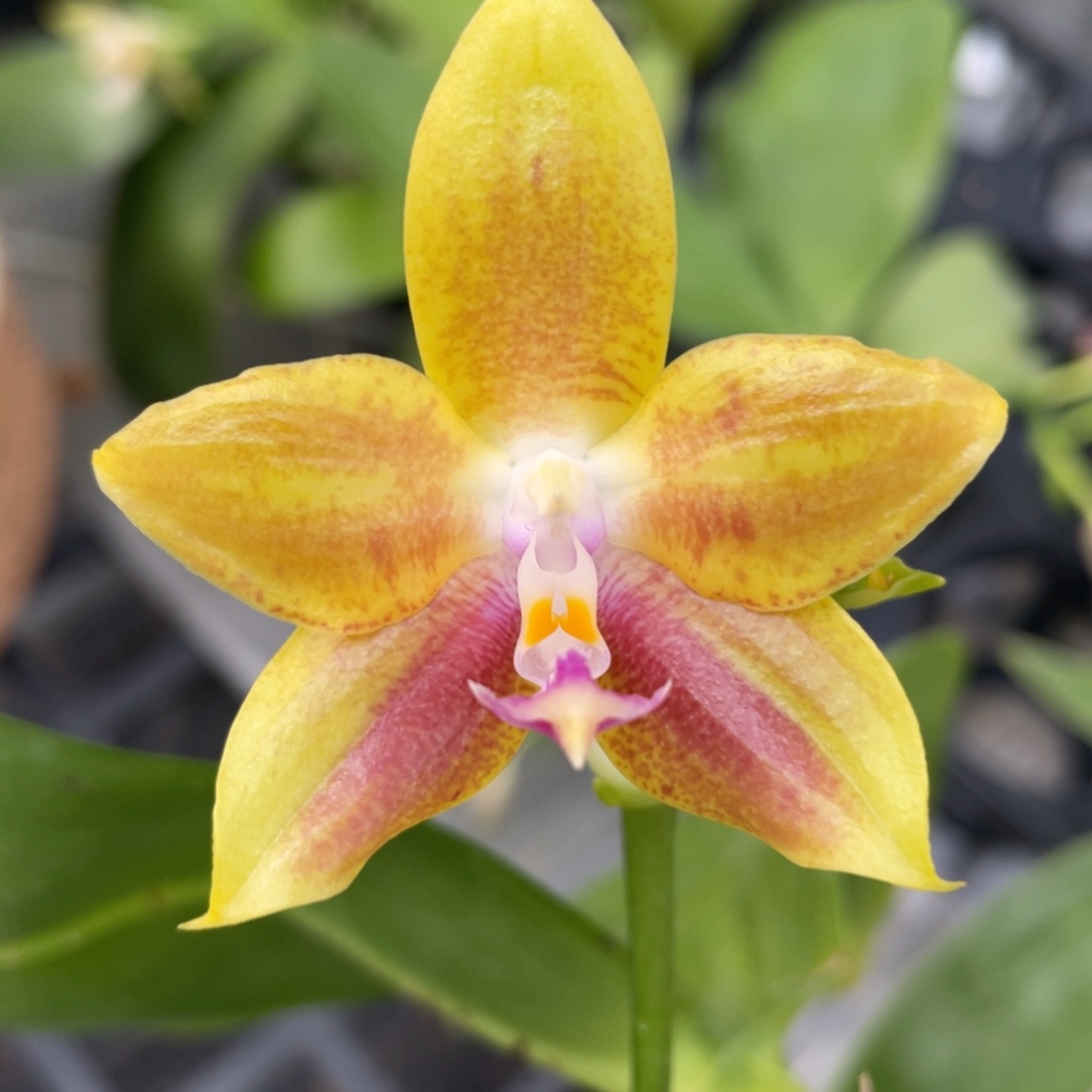 完全开放2.5爪哇交快乐惊喜