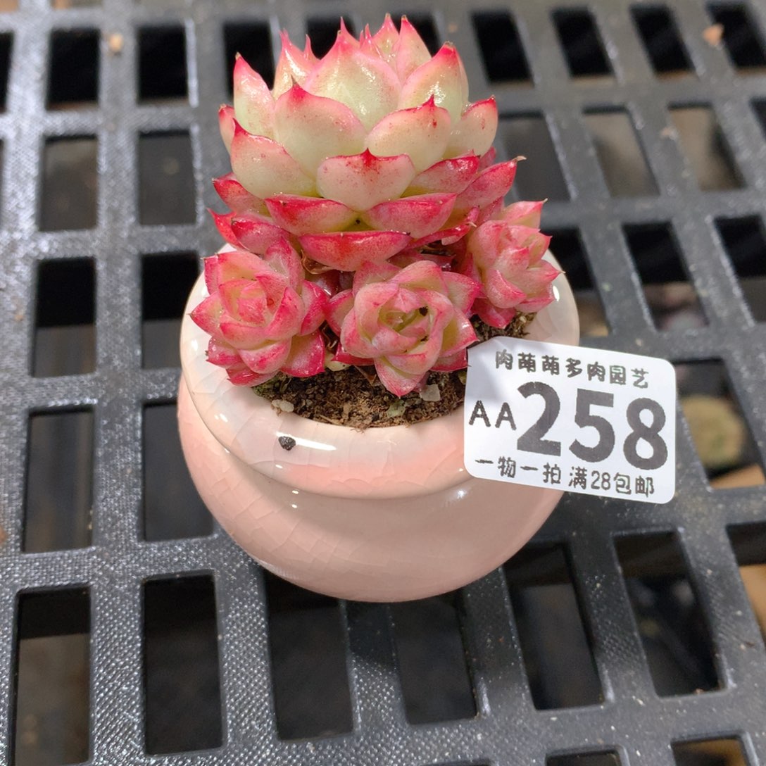 肉萌萌拇指盆精控多肉AA258