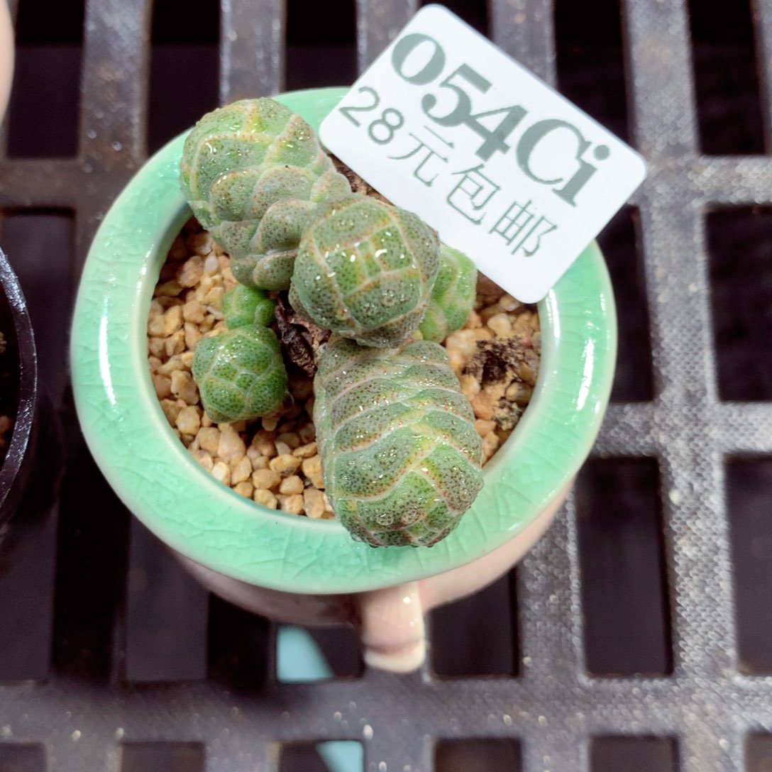 5厘米盆精控多肉054