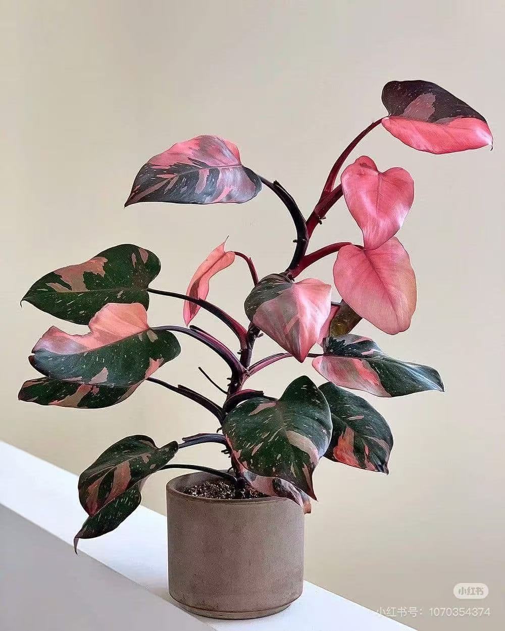 【老板卖花记】粉公主