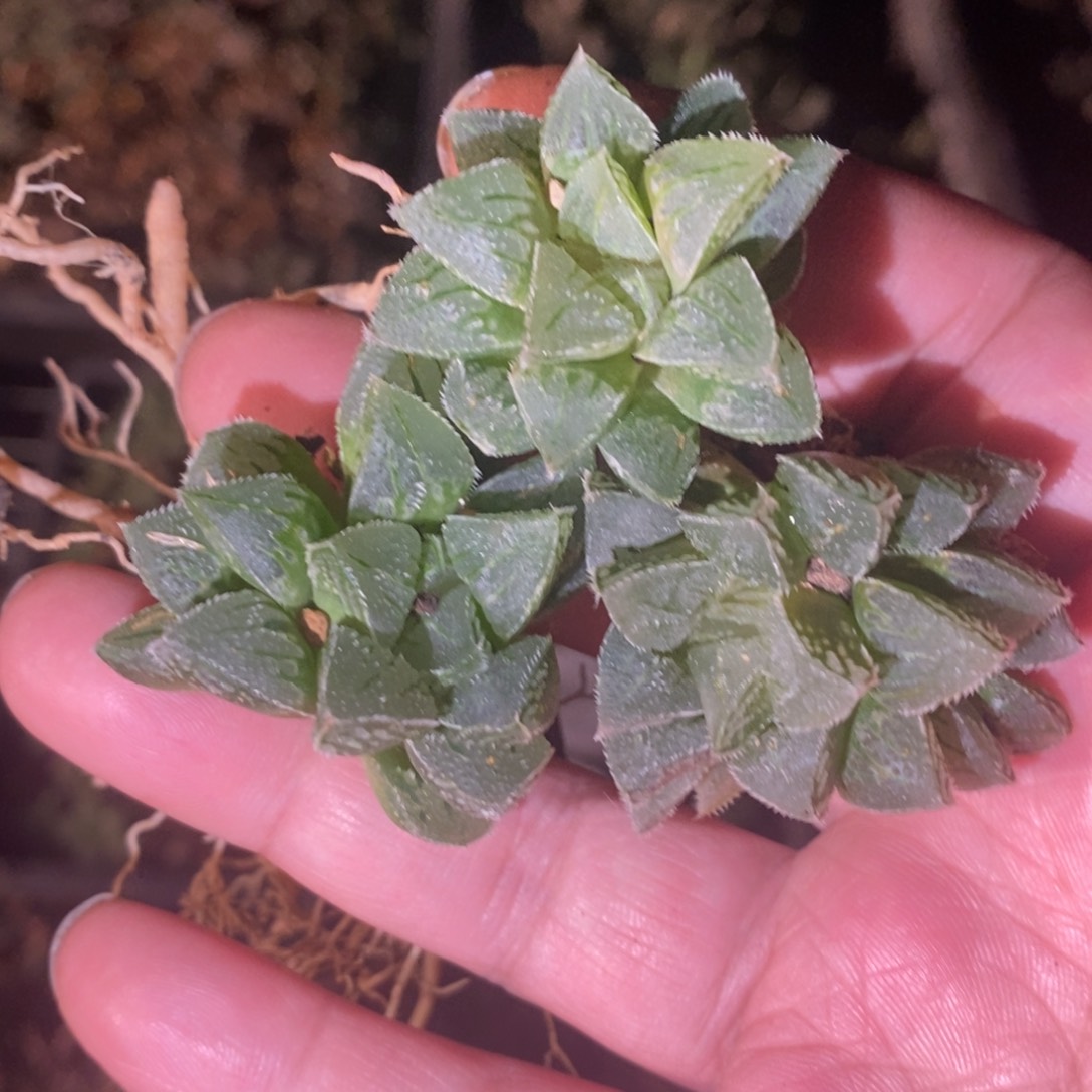 206 一颗新冰砂糖 做手捧花