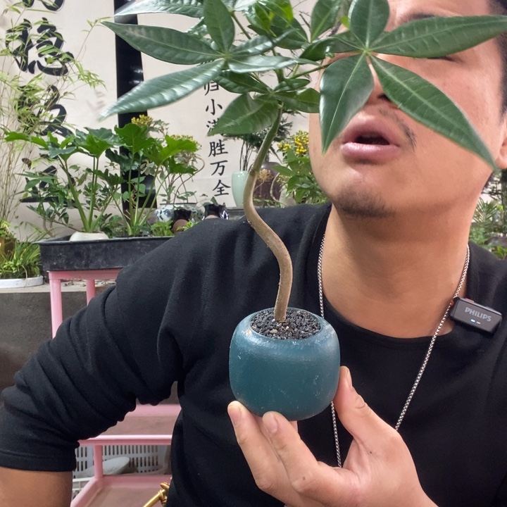 以实际为准盆栽盆景绿植121