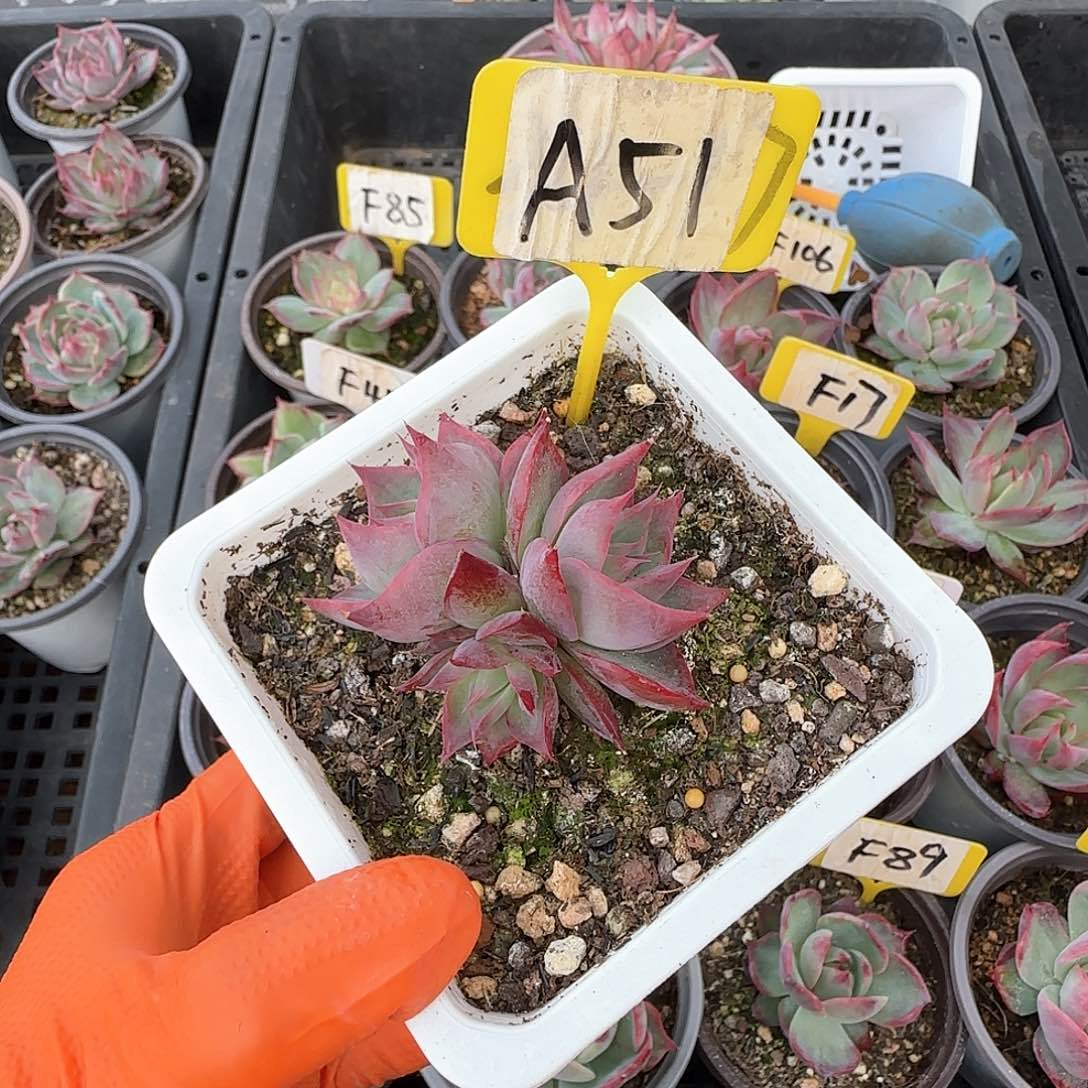 一****＂A51惊鸿群生多肉