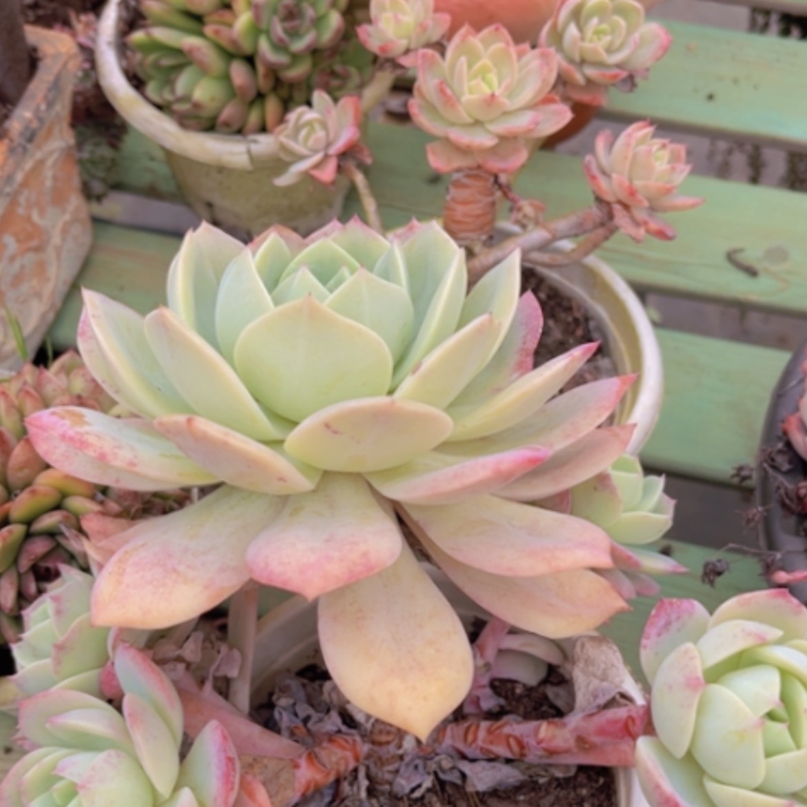 【闪购商品】恋曲05195