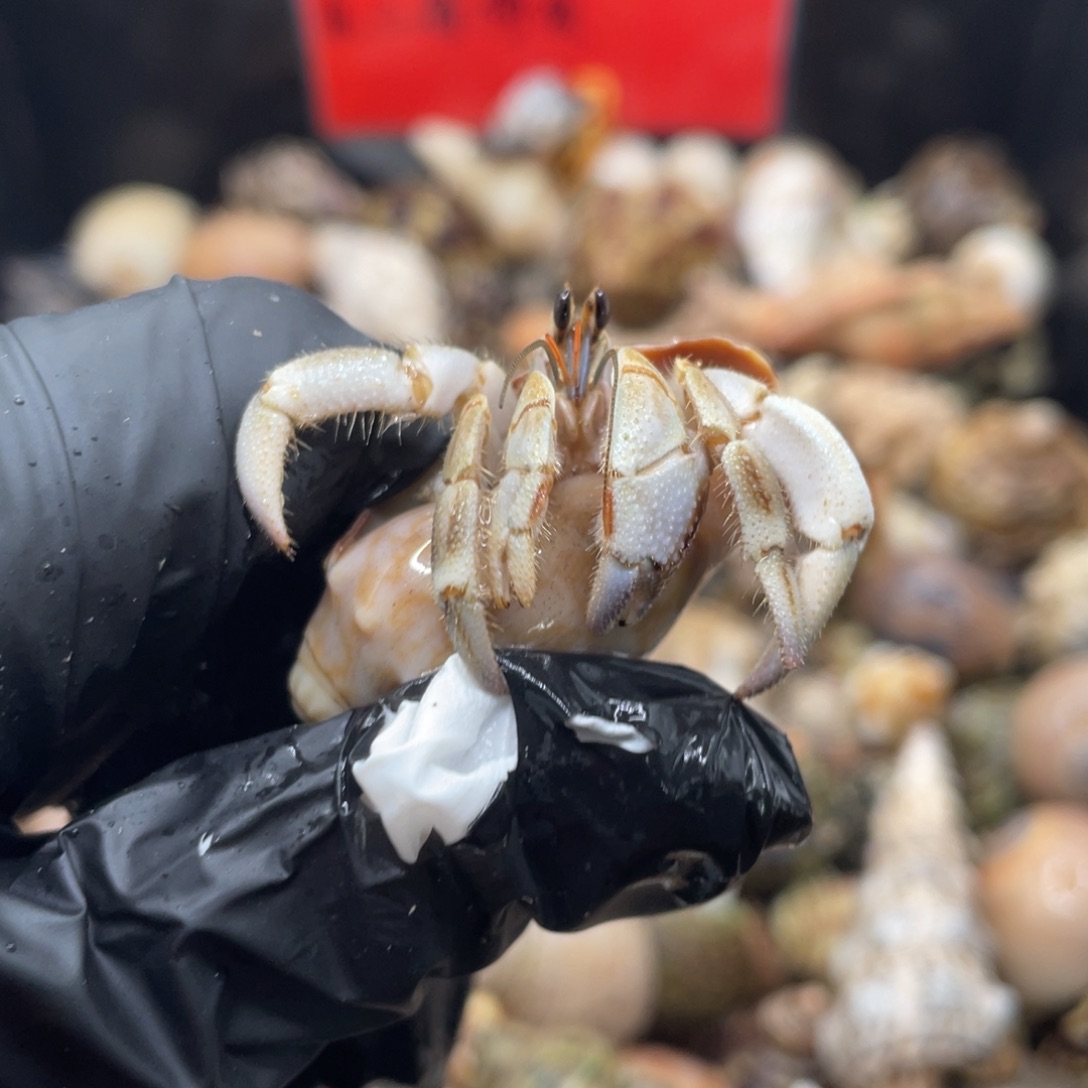 不退不换谢谢支持44