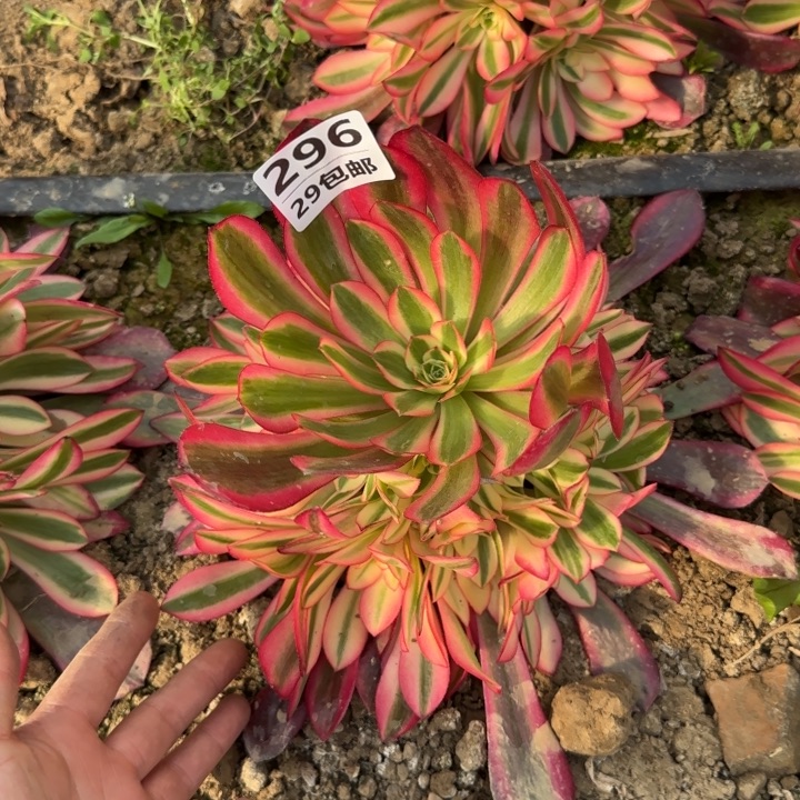 美杜……多肉植物……