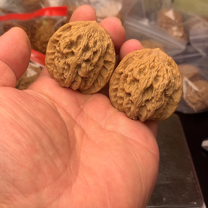 核桃麦穗虎头40+尺