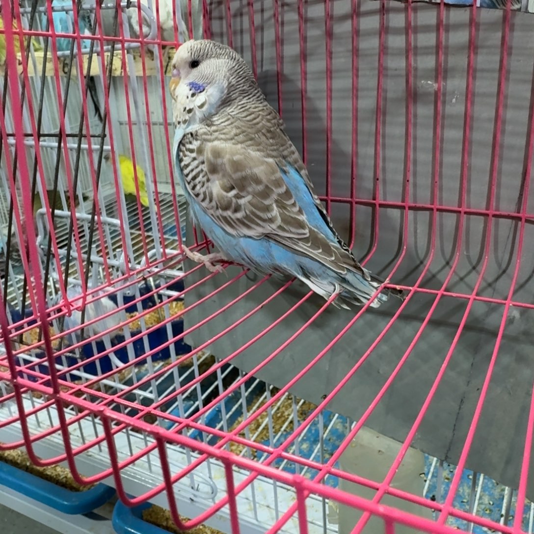 虎皮鹦鹉欧血大头虎皮鹦鹉