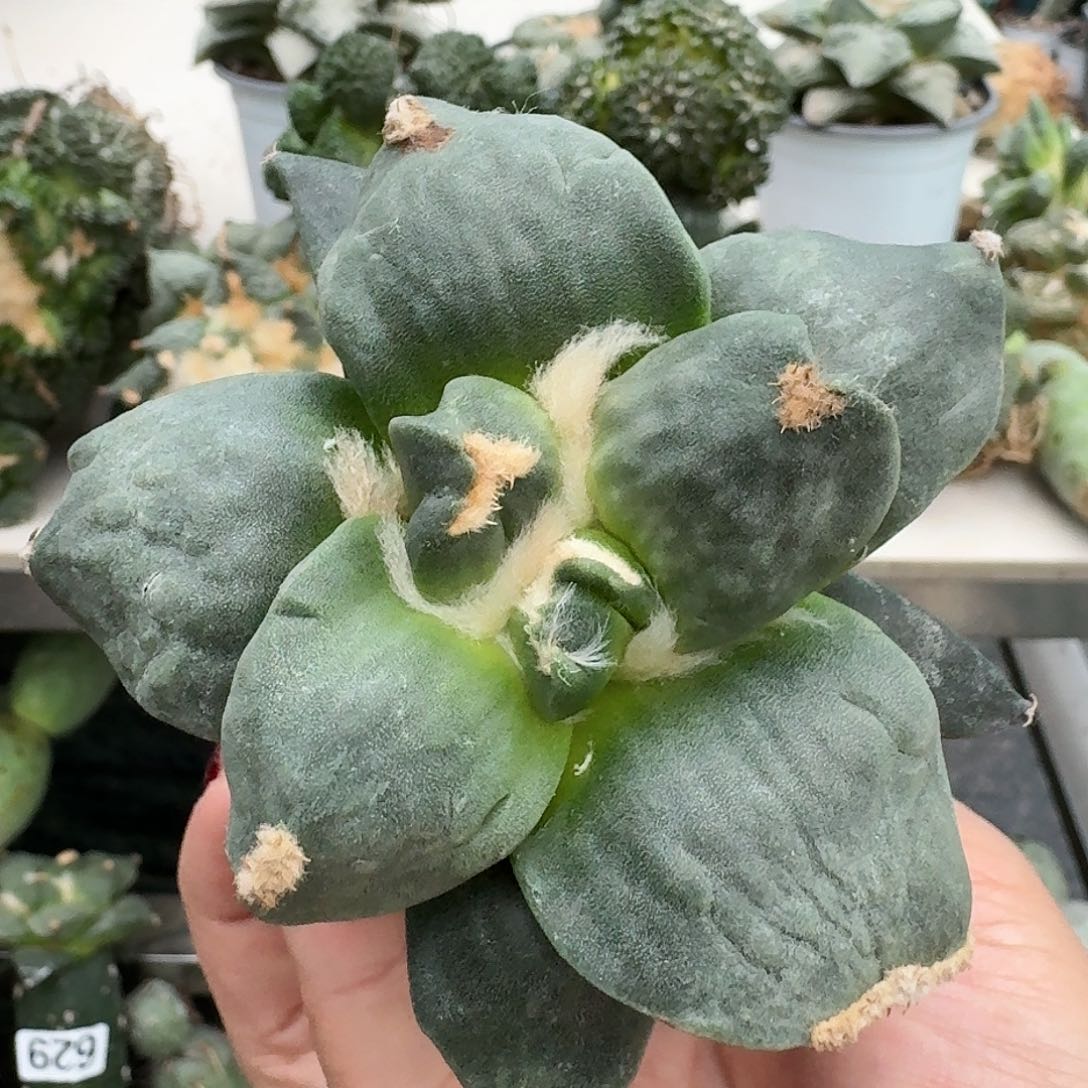 【闪购商品】无花朵秋*兔达摩丸尤285