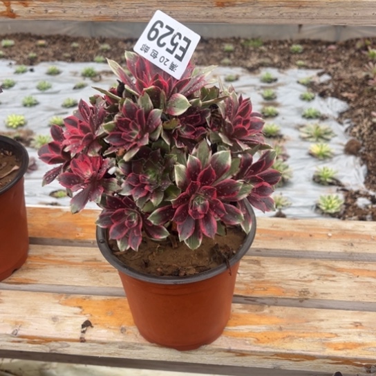 529浣纱法师不包断枝