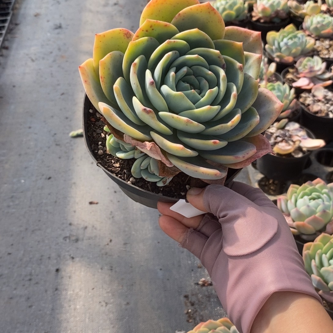 6354凤橙多头一物一拍