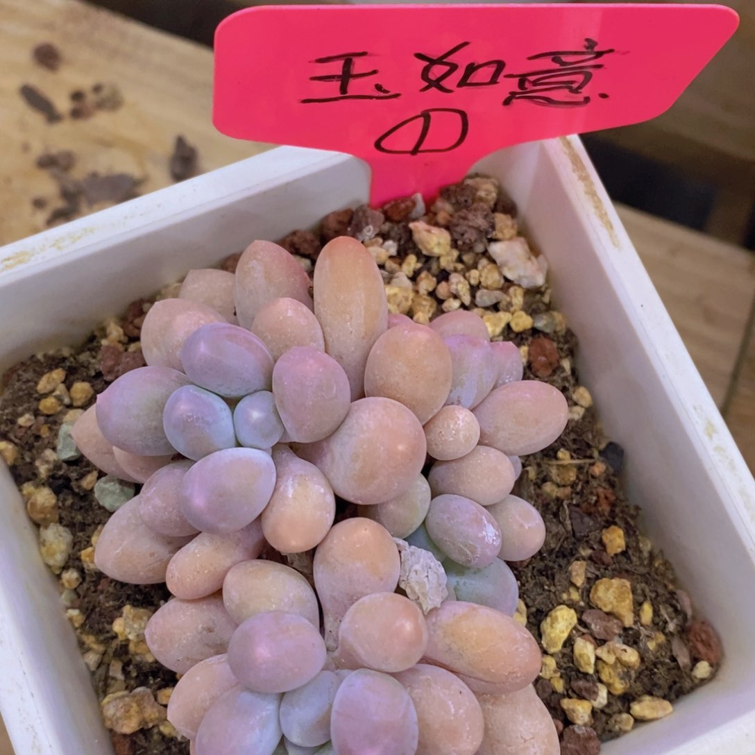 多肉植物，一物一拍，专场2