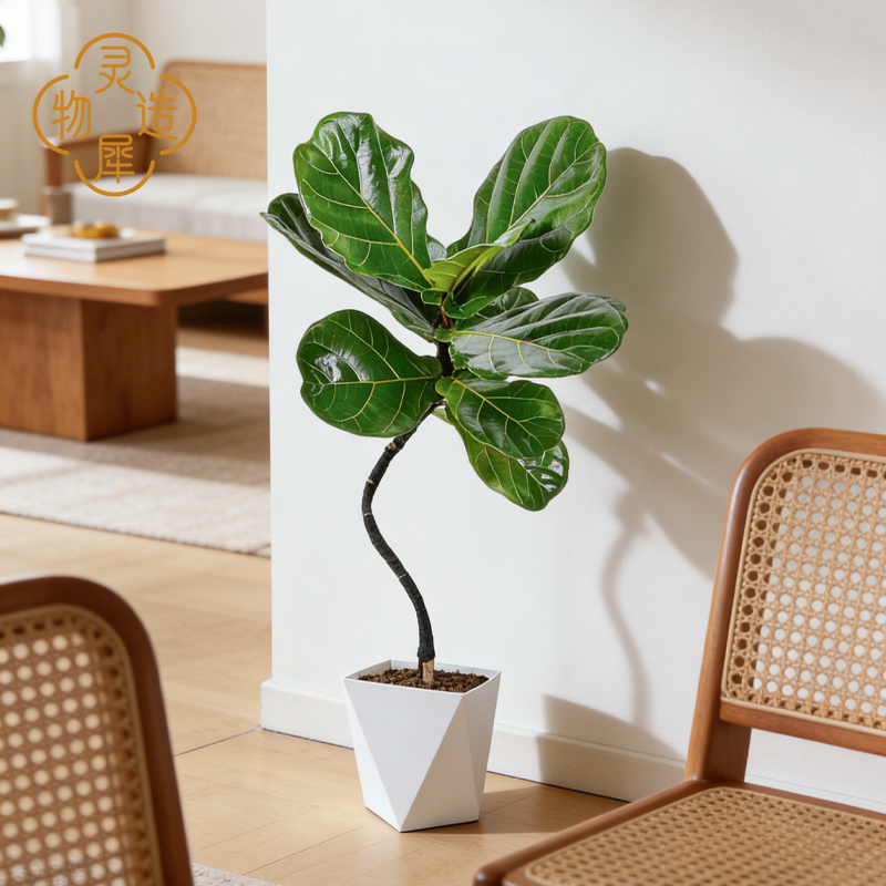 【基地直发】95cm-105cm室内造型飘枝琴叶榕氛围感新手耐阴美观绿植