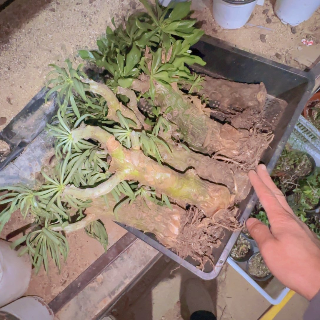 块根植物块根植物