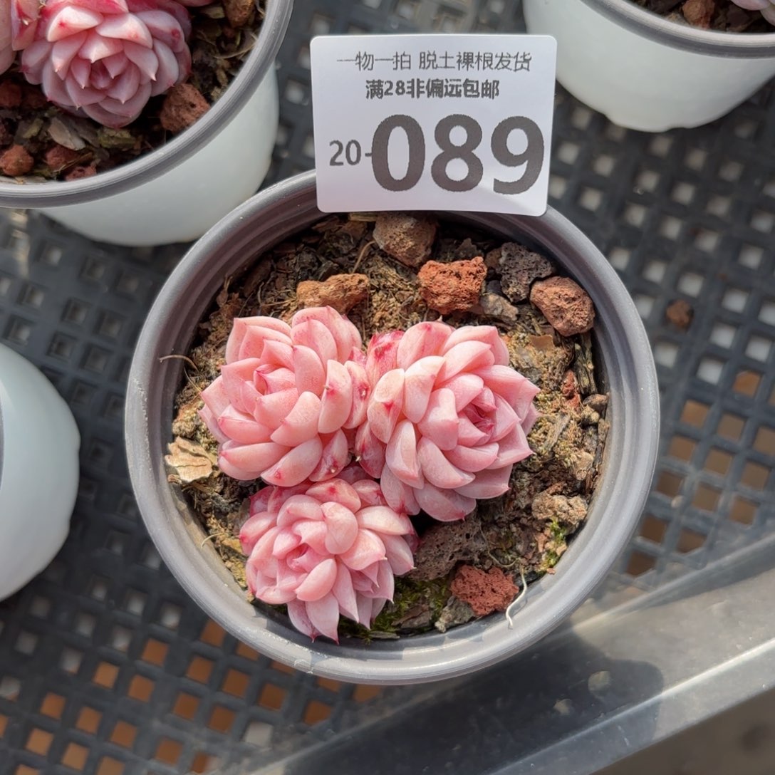 天鹅绒多肉多肉多肉