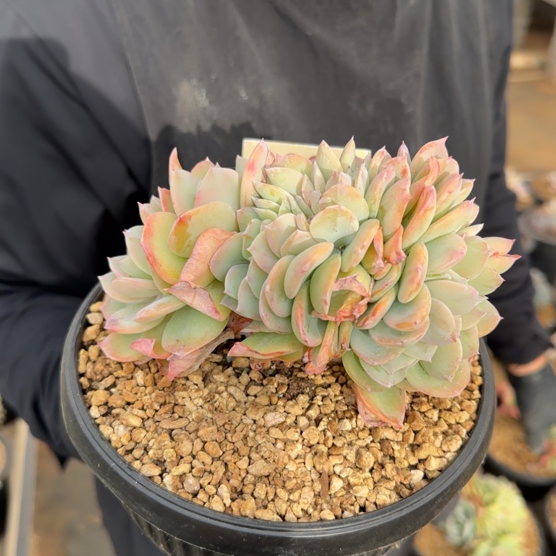 银***阳0036。      白凤缀。 肉