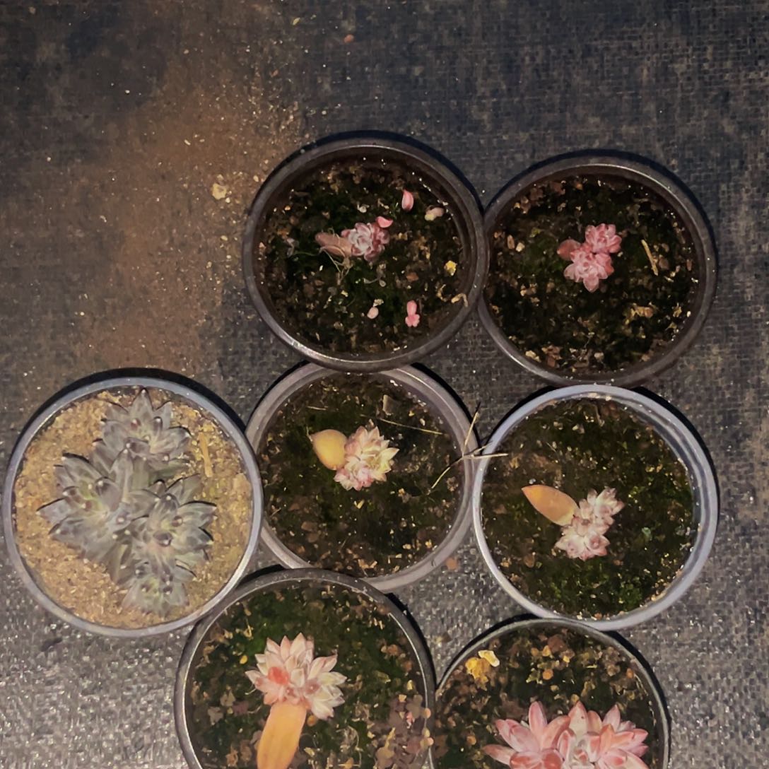 桔云多肉美人精品系列