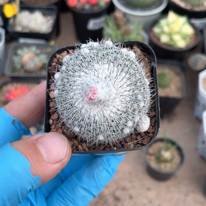 724乌月丸仙人球