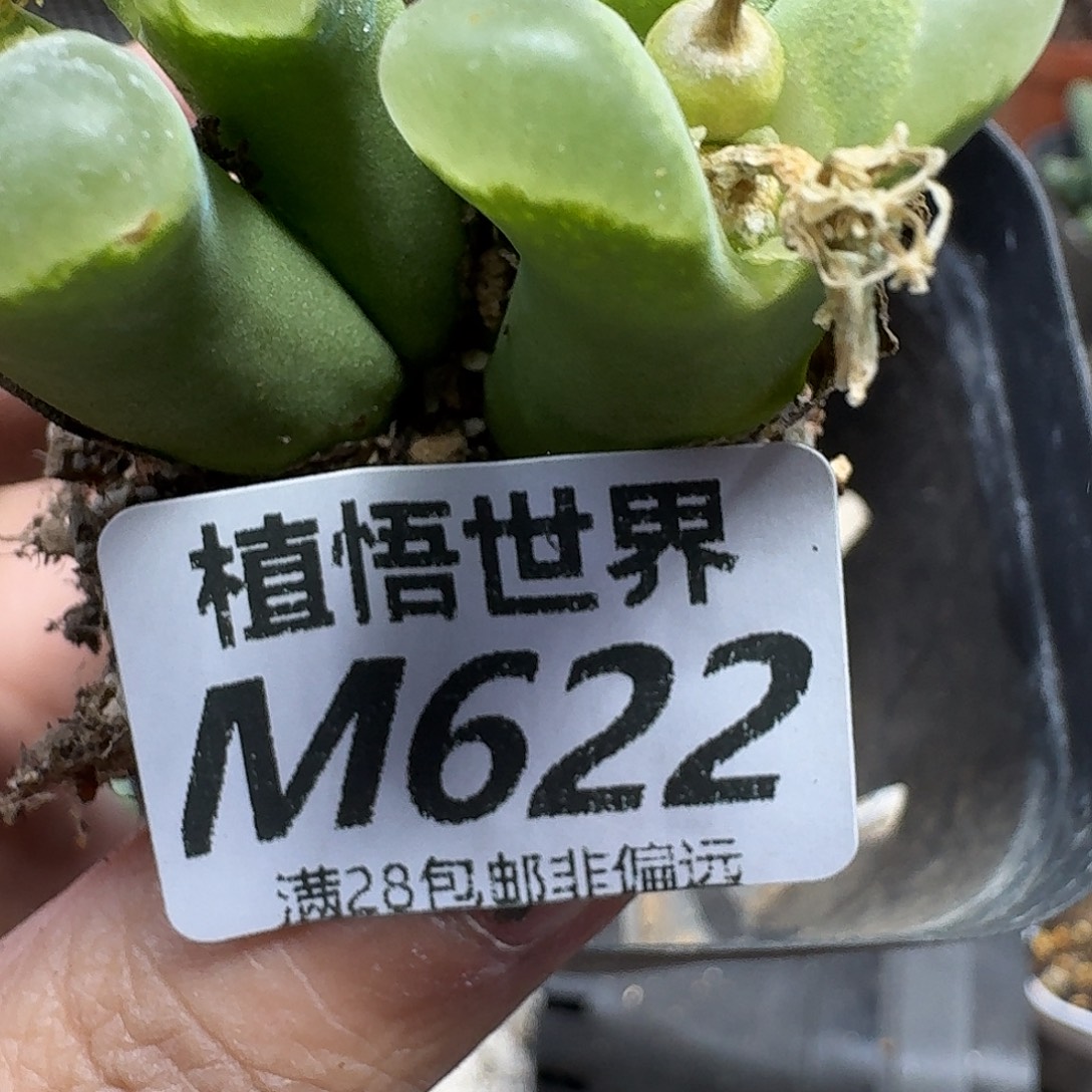 多肉植物的人生fgbb