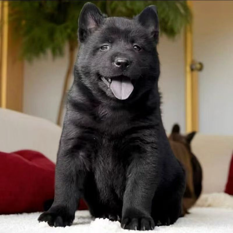 纯种五黑犬短毛中华田园犬五黑幼犬