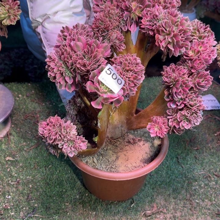 糖果女巫法师缀化500