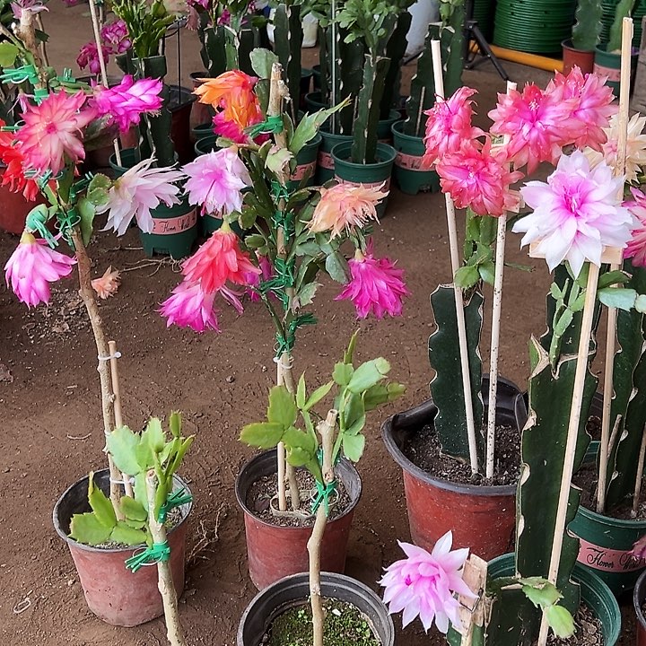 晓***雅预订一层矮的叶仙嫁接三色083.073.005送花架